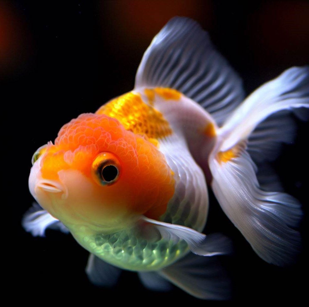 Thai Oranda Goldfish